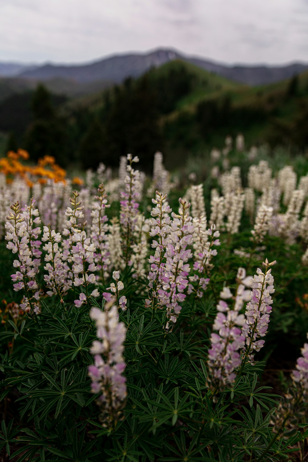 Swiss Alpine Herb Blend